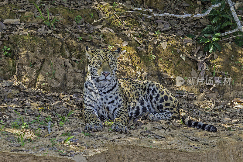 美洲虎(Panthera onca)是一种大型猫科动物，是美洲虎属猫科动物，是美洲唯一现存的美洲虎物种，在巴西潘塔纳尔发现。睡觉或休息。